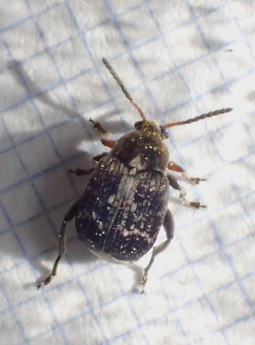 Réf. 226 321 : Bruchinae inconnu